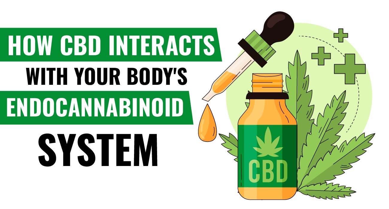 How CBD Interacts with Your Body's Endocannabinoid System - Jobsning.com